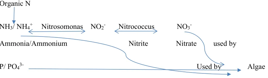 Figure 1.4 Pathways from nutrient availability to transformation until algae intake 