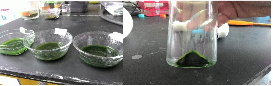 Figure 1.8 Harvested algae after centrifugation 