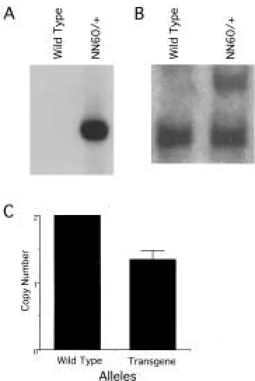 Fig. 2.Southern blot analysis of NN60 trans-genic mice. Genomic tail DNA was digested withBamHI