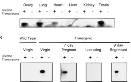 Fig. 3.Expression of the pNcN transgene intransgenic mice. (A) RT-PCR was performed onovary, lung, heart, liver and kidney of a virgin fe-male and testis of a male NN60 transgenic mouseusing SV40 polyA primers