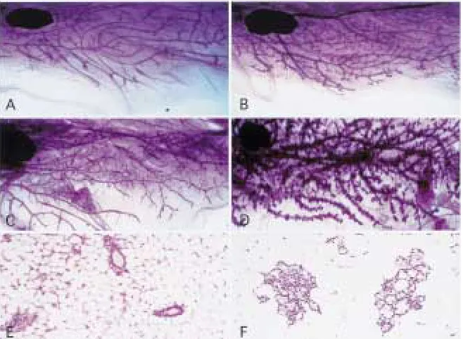 Fig. 4.Whole mounts and hematoxylin/eosinstained sections of wild type and NN60 trans-genic virgin mammary glands