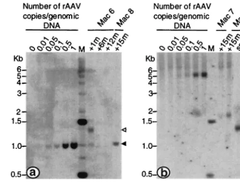 FIG. 6. Southern blot analysis of high-molecular-weight DNA ex-tracted from muscles biopsy samples