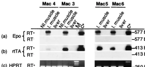 FIG. 7. Epo and rtTA RNA expression from rAAV-transducedmuscles. Total RNA was extracted and processed as described in