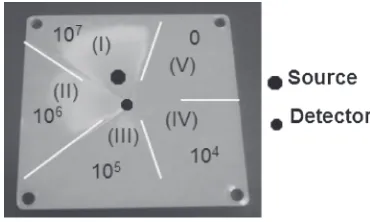 Fig. 3Cavitation damage distribution specimen: peak-to-peak roughnessin each area: (I) 45 µm, (II) 35 µm, (III) 25 µm, (IV) 15 µm.