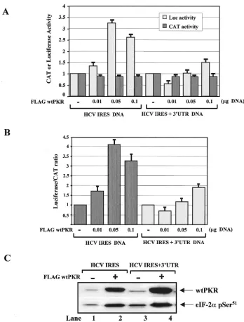 FIG. 8. Induction of HCV IRES activity by PKR requires catalytically active kinase and is controlled by the viral 3�of HCV IRES activity by the 3DNA that lacks or bears the 3Flag-PKRLS9 cDNA (D)