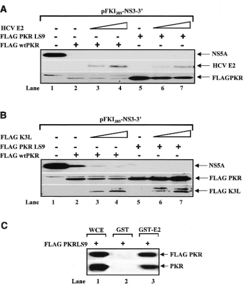 FIG. 5. Suppression of PKR-mediated viral protein synthesis is notrescued by expression of the pseudosubstrates E2 (A) and K3L