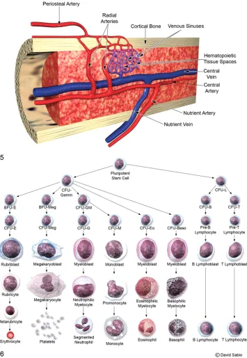 Figure 12: Representation of the marrow with the pluripotent stem cell and the 