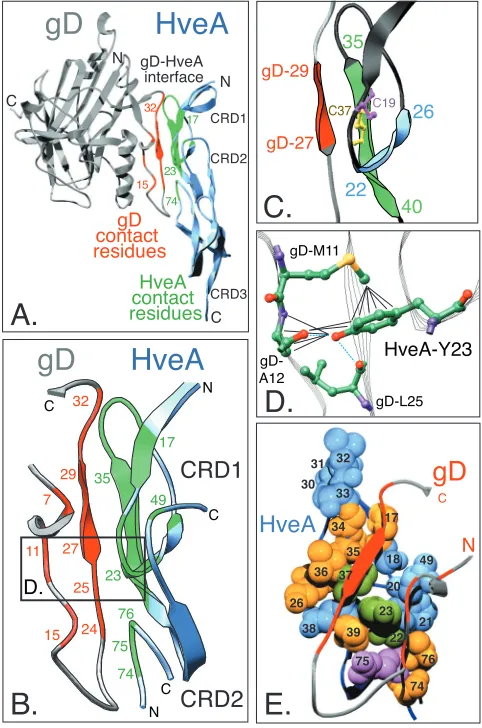 FIG. 2. Highlighted regions within the gD-HveA crystal structure.(A) Ribbon diagram of the crystal structure of HveA bound to gD
