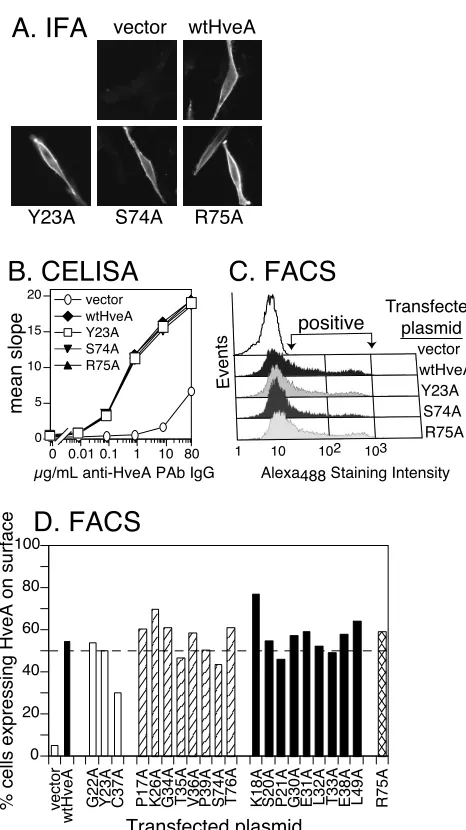 FIG. 3. Expression of HveA mutant proteins on transfected cells.B78-H1 cells were transiently transfected with plasmids carrying each