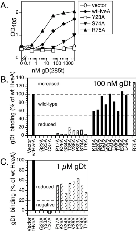 FIG. 4. Binding of a truncated form of gD, gD(285t), to HveAproteins expressed on transfected cells