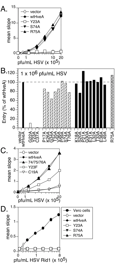 FIG. 5. HveA mutant proteins mediating HSV entry into trans-fected cells. Transiently transfected B78-H1 cells expressing the HveA