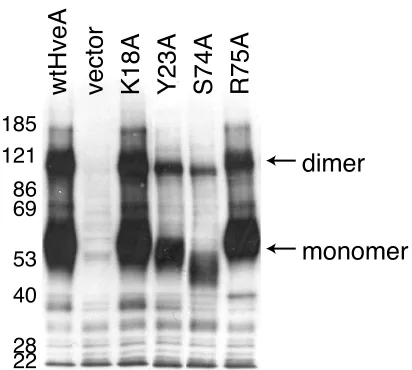 FIG. 6. Ability of HveA mutant proteins to oligomerize. Extracts of293T cells transfected with HveA mutants were run on SDS-PAGE