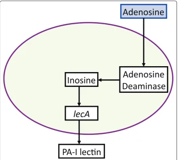 Figure 3 Schematic ofinduces the release of adenosine into the intestinal lumen. Adenosine is transported into the bacterialwhere it is converted to inosine by adenosine deaminase