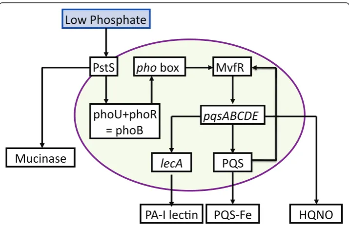 Figure 4 Schematic of P. aeruginosa virulence activation pathways due to bacterial sensing of lowphosphate