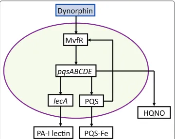 Figure 6 Schematic of P. aeruginosa virulence activation pathways due to bacterial sensing ofendogenous opioids, a product of host stress