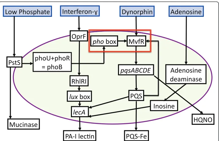 Figure 7 Schematic of aggregated P. aeruginosa virulence activation pathways associated with hostsystemic surgical stress