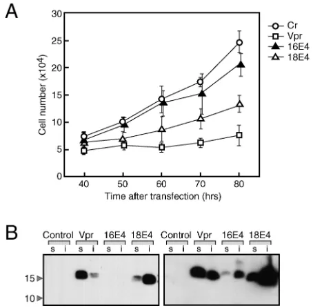 FIG. 1. Growth-inhibitory effect of HPV E4. (A) HeLa cells (2 �105) were transfected with 2g of expression plasmid for 16E4, 18E4,