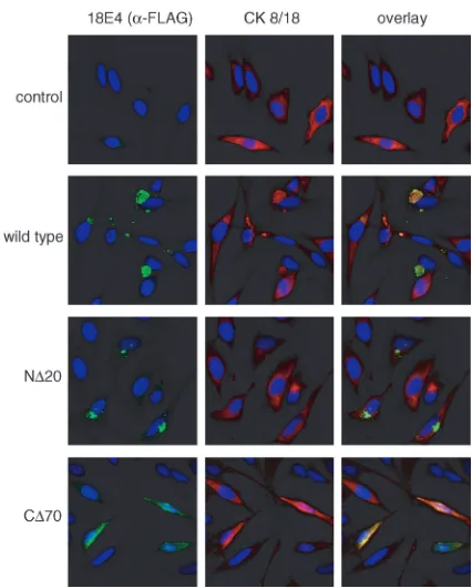 FIG. 5. Immunoﬂuorescence analysis of 18E4 proteins and cyto-keratin 8/18 in transfected cells