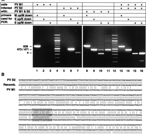 FIG. 2. (A) Speciﬁcities of primers for selective PCR after RT with random primers. In cDNAs from cells infected singly with PV M1 or S2and in PV M1- and S2-double-infected cells, the M or S primers speciﬁcally recognize the cDNA of PV M1 (a band of 638 bp; lanes 1 and 8) or