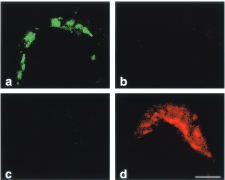 FIG. 4. Type speciﬁcity of the ﬂuorescent riboprobes used forFISH was evaluated. Cells were infected with either PV M1 (a and b)