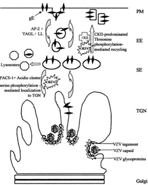 FIG. 10. Effect of phosphorylation by ORF47 kinase and CKII ongE localization. At the plasma membrane (PM), VZV gE associates