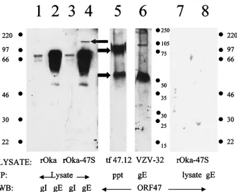 FIG. 1. Detection of gE, gI, and ORF47 in infected cell lysates. Lane 1: wild-type VZV rOka lysate immunoblotted for VZV gI