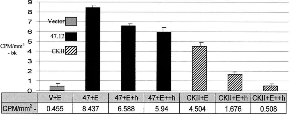 FIG. 3. Differential phosphorylation of residues within the gE acidic cluster by ORF47 or CKII