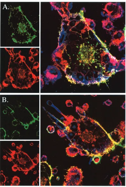 FIG. 5. Localization of endocytosed gE and TGN markers in cells infected with rOka or rOka-47S