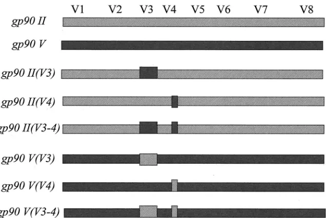 FIG. 4. Schematic representation of the variable-region exchange chimeric envelope constructs