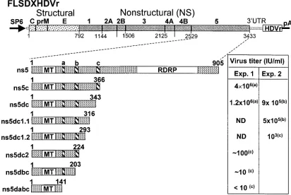 FIG. 1. Schematic representation and complementation efﬁciencies of genomic RNAs containing progressive C-terminal deletions in the NS5gene
