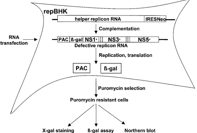 FIG. 3. Dual replicon complementation system. Helper repBHK cells stably producing KUN replicon RNA with its functional replicationcomplex (19) were used to complement replication of transfected defective KUN replicon RNAs containing deletions in the nonstructural genes