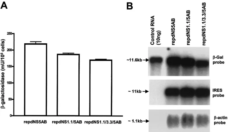 FIG. 5. Complementation of KUN RNAs with single and combined deletions in the NS1, NS3, and NS5 genes