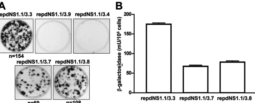 FIG. 6. Complementation of replicon RNAs with deletions in the NS3 gene. Cells producing complemented replicon RNAs were selected andcharacterized as described in the legend to Fig