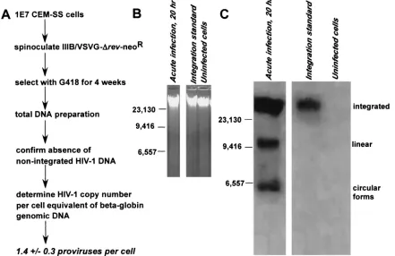 FIG. 1. Preparation and characterization of the IS cell line. (A) Infection and selection strategy