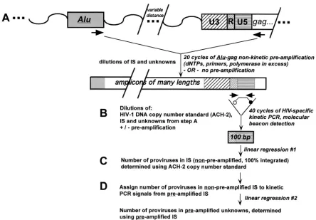 FIG. 2. PCR and standardization strategy. (A) The nonkinetic PCR preampliﬁcation uses primers that bind genomic Alusequences