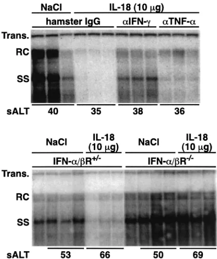 FIG. 5. The antiviral effect of IL-18 is mediated by IFN-�IFN-genic mice (lineage 1.3.32) were intraperitoneally injected with 250of hamster MAbs to IFN-istration of a single dose (10taneously injected with 250at the same time after IL-18 administration