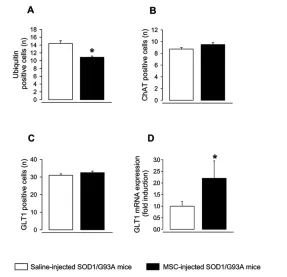 Figure 3. Effect of MSC administration on the number of ubiquitin-immunoreactive (A),ChAT-immunoreactive (B) and GLT1-immunoreactive (C) cells and on mRNA expression ofGLT1 (D) in the spinal cord of SOD1/G93A mice