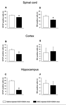 Figure 4. Effects of MSC administration on IB4-positive microglia cells and GFAP-positiveat d 125