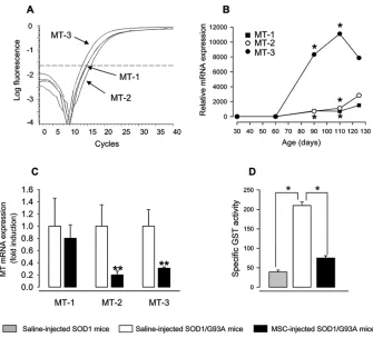 Figure 5. Effect of MSC administration on MT mRNA expression and GST specific activity inference between crossing points (spinal cord of SOD1/G93A mice