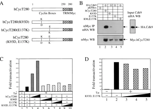 FIG. 1. Mutant hCycT1 proteins defective in binding to Cdk9 weakly inhibit Tat transactivation