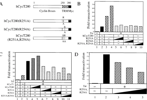 FIG. 2. Mutant hCycT1 proteins defective for TAR binding are more potent inhibitors of Tat