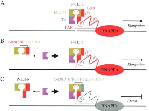 FIG. 6. Working hypothesis for the fusion proteins. (A) Wild-type Cdk9 protein (red rectangle) is phosphorylated in its C terminus (indicatedby P) and capable of stabilizing the interaction between hCycT1 (green rectangle), Tat (purple rectangle), and TAR (red line), which is required