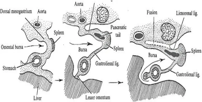 Fig 1- Development and position of spleen in dorsal mesogastrium 