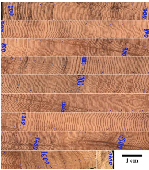 Figure 1urements and tree ring densitythree vertical dots are 100Section of the tree sample that was used for magnetic meas-Section of the tree sample that was used for magnetic meas-urements and tree ring density