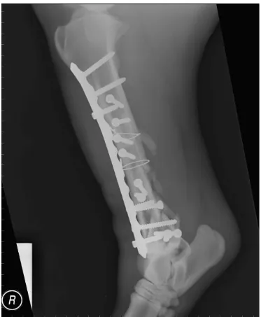 Figure 4. Radiograph of tibia repair. (Radiograph courtesy of College of Veterinary 
