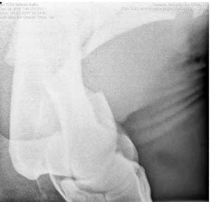 Figure 10. Second radiograph of Ruffy’s comminuted fractured humerus.  (Radiograph 