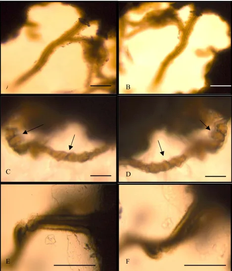 Figure 2Photos showing microfossils from opposite sidesPhotos showing microfossils from opposite sides