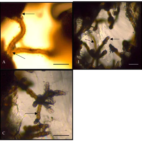 Figure 3A showing the way of attachment of the microfossil to the substrateA showing the way of attachment of the microfossil to the substrate