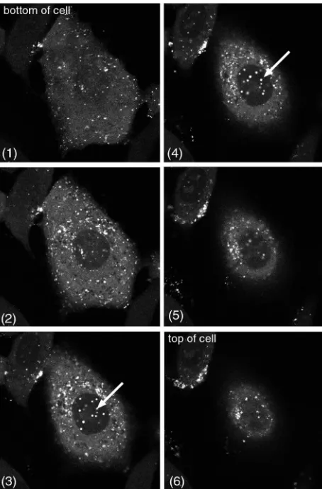 FIG. 2. Nuclear dots containing GFP-VP22 are visible by bright-ﬁeld microscopy. (A) The infected cells used in the experiment shown