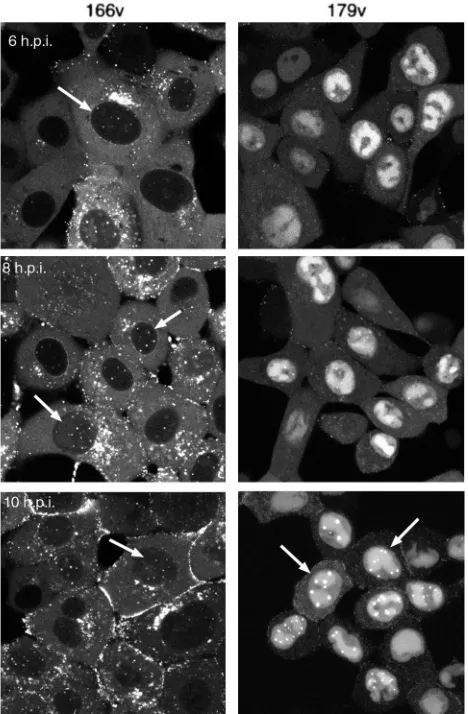 FIG. 3. Comparison of GFP-VP22- and YFP-VP13/14-speciﬁc nu-clear dots in infected cells